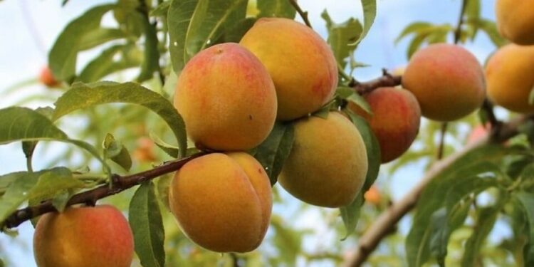 Poda sustentable en frutales templados de Tucumán