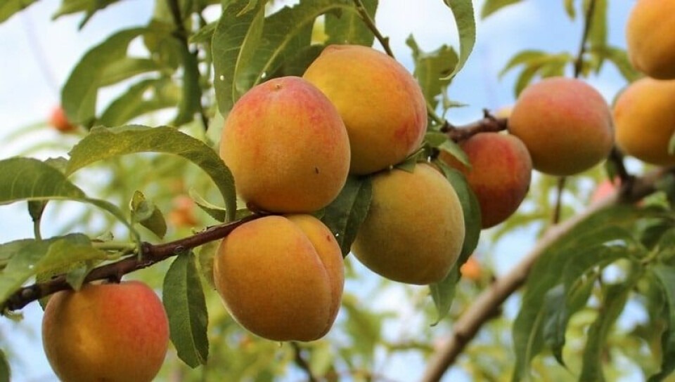 Poda sustentable en frutales templados de Tucumán