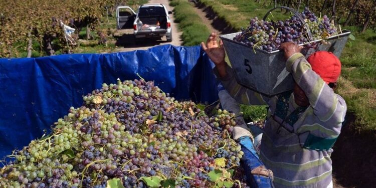 Vinos: la peor cosecha de la historia y las exportaciones cayeron más del 30%