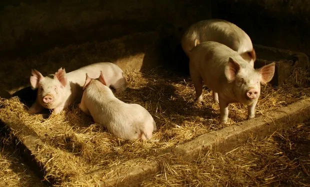 Productores porcinos aseguran que están en riesgo el abastecimiento de carne y los establecimientos dada la crisis económica actual