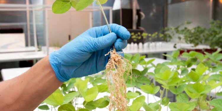 Bioinsumos: integrando la innovación y la naturaleza en la agricultura