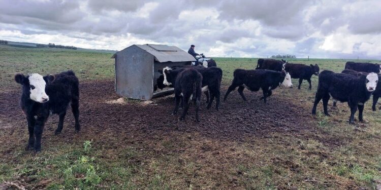 Autoconsumo: una tendencia que “engorda” en Argentina como alternativa al feedlot