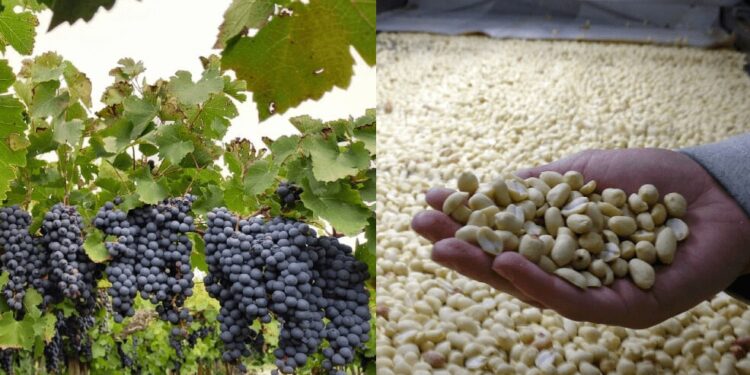 El vino y el maní celebran el fin de las retenciones a las economías regionales