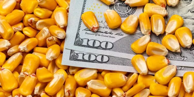 Dólar maíz: se mantiene elevado el nivel de negocios con los $62.000 que paga el mercado
