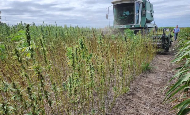 Dónde están y cuántas hectáreas siembran los productores de cannabis en Argentina