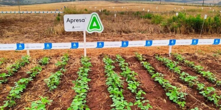 Adama presenta “APRESA”, un nuevo herbicida residual para controlar yuyo colorado y gramíneas