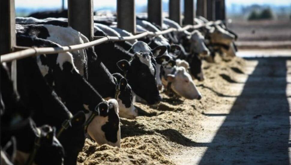 El precio internacional de la leche en polvo se derrumbó y agrava una nueva crisis de la lechería
