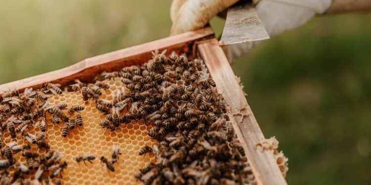 “Estamos desesperados”: sufren una severa crisis con la miel y algunos ya regalan las colmenas