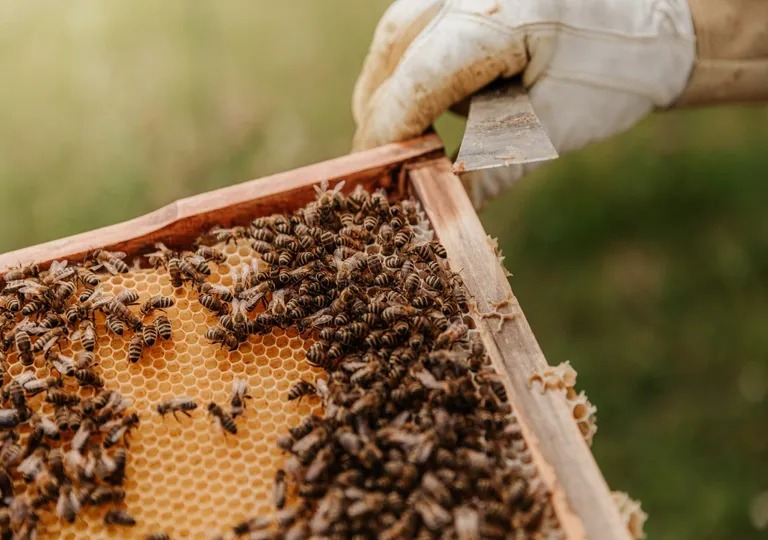 “Estamos desesperados”: sufren una severa crisis con la miel y algunos ya regalan las colmenas