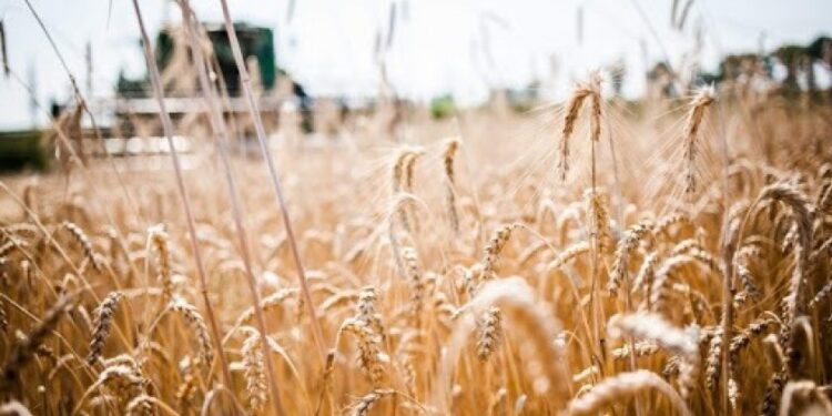 Campaña de Trigo 2023 en Tucumán: avances y desafíos en el contexto agropecuario