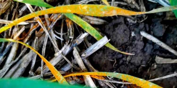 Claves para el manejo de trigo y cebada: los cinco pasos determinantes para controlar enfermedades