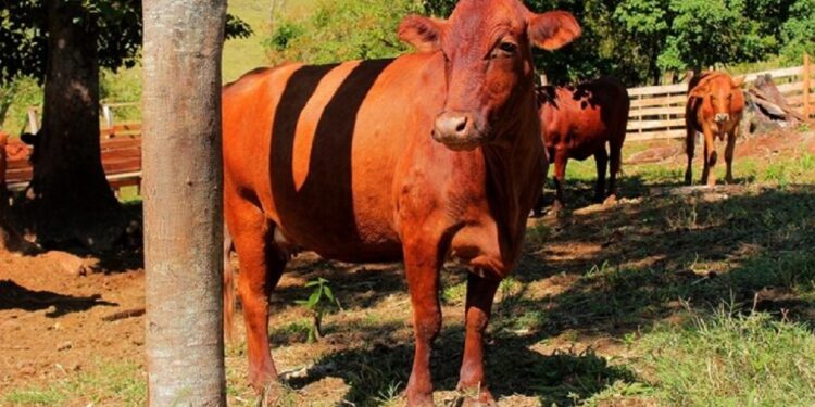 En Trancas se realizará el tradicional remate de vaquillonas, toros y terneros