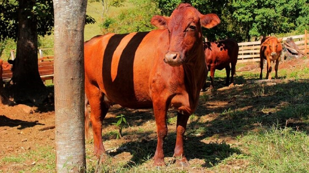 En Trancas se realizará el tradicional remate de vaquillonas, toros y terneros