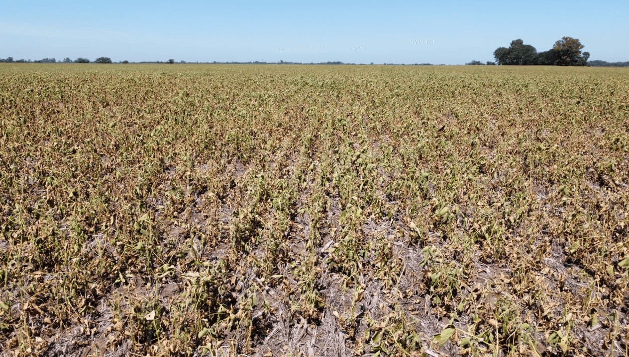 La economía argentina tuvo la peor caída desde la pandemia y la principal razón fue la sequía