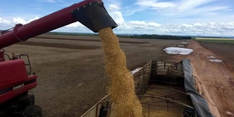 Por la sequía, Argentina perdió ante Brasil su condición de primer exportador mundial de harina de soja