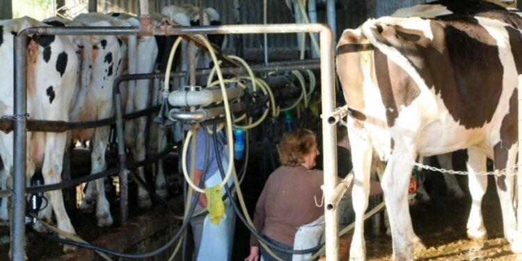La exportación de productos lácteos cayó casi 15% en el primer semestre por la baja en los precios internacionales