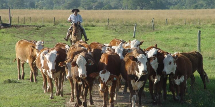 Acuerdan un aumento salarial para trabajadores rurales: 26%, retroactivo a julio