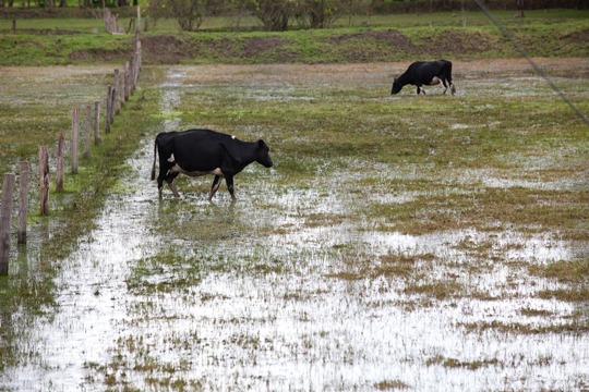Pautas y recomendaciones para el bienestar animal durante la temporada de invierno
