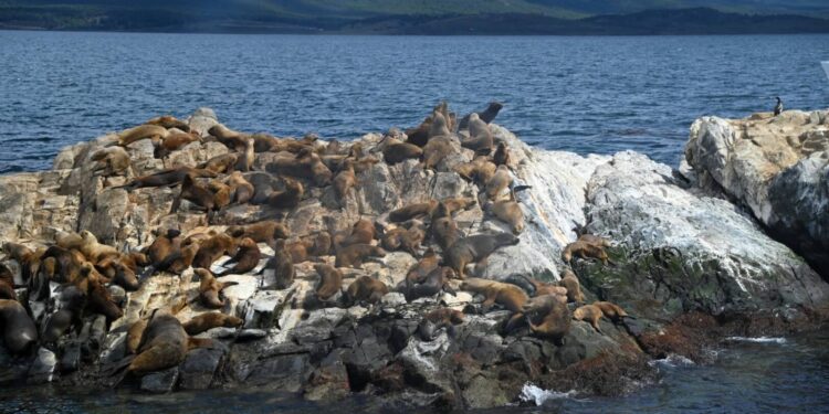 Gripe aviar: lobos marinos muertos en Tierra del Fuego, el primer caso positivo en mamíferos