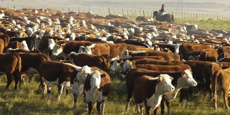 Fuerte rechazo de la Mesa de Enlace a cómo se decidió una suba salarial para los trabajadores del campo