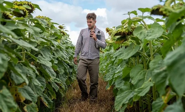 La era del girasol: cuánto rinde en cada zona, los cuatro híbridos que hacen punta y por qué hay una oportunidad de siembra en Argentina