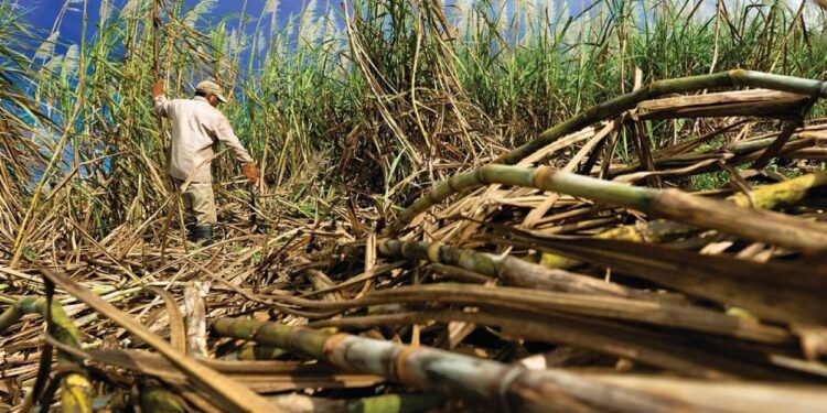 Preocupa el retraso de la zafra azucarera en Tucumán