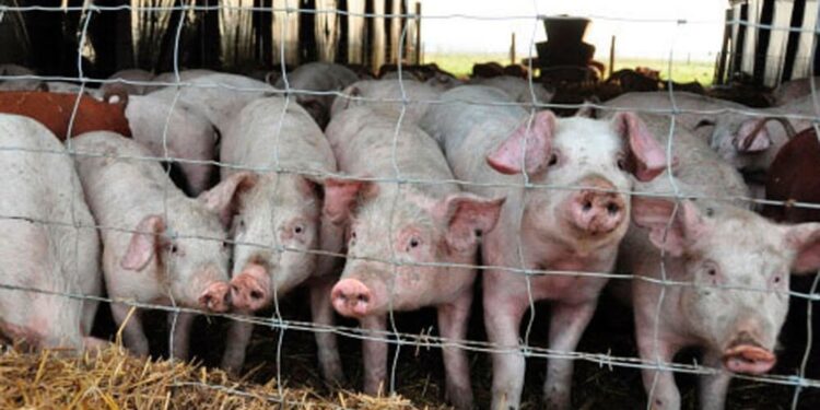 El capón se acopló al novillo y el cerdo suma presión alcista sobre el precio de la carne