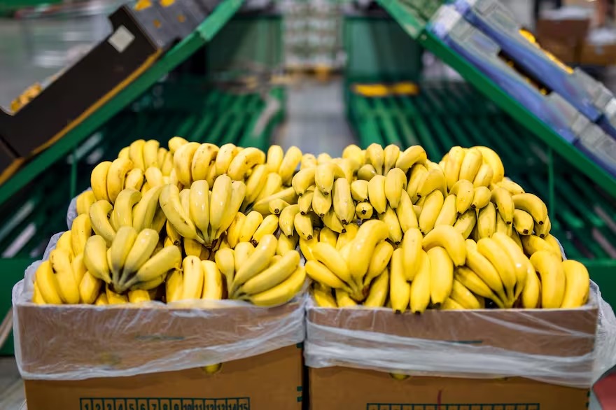 El gobierno estableció nuevos controles para la importación de bananas