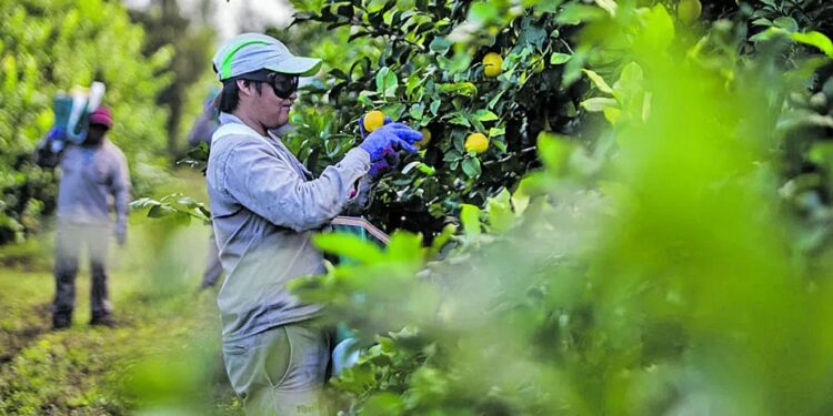 La cosecha del limón en el NOA muestra un avance del 90%
