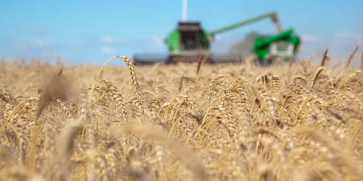 Las exportaciones del agro podrían recuperarse un 33% en 2024 y sumarle USD 8.000 millones al próximo gobierno