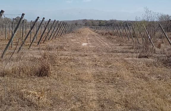 Innovación vitivinícola en los Valles de Tucumán