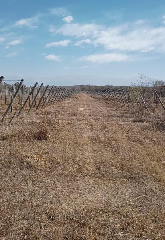 Innovación vitivinícola en los Valles de Tucumán