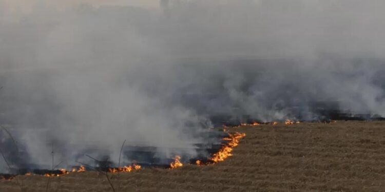 Cañeros se desligan de los incendios en sus campos