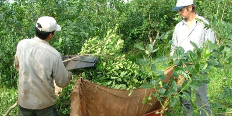 Los sorprendentes datos del crecimiento de la yerba orgánica en Argentina