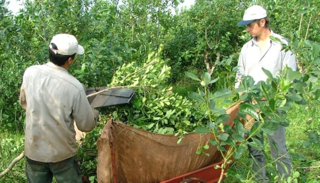 Los sorprendentes datos del crecimiento de la yerba orgánica en Argentina