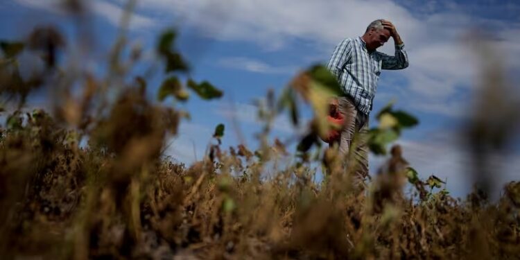 “Un parche más”: cautela y reparos en el campo tras la medida de Massa para la soja