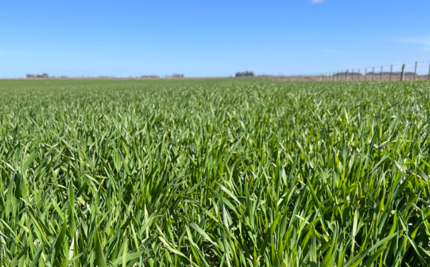 Argentina perdió 100.000 hectáreas de trigo pero el cultivo mejoró de manera notable en las principales regiones cerealeras
