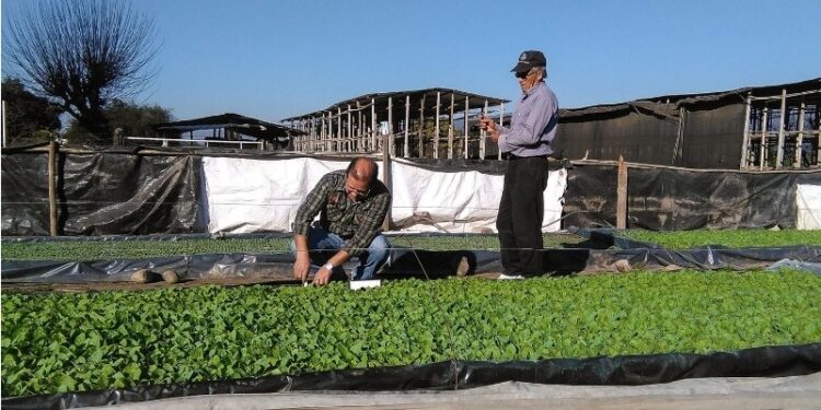 Tras finalizar la producción de almácigos, en el sector tabacalero se preocupan por los fertilizantes