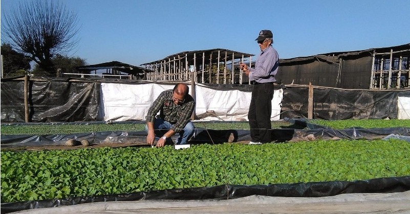 Tras finalizar la producción de almácigos, en el sector tabacalero se preocupan por los fertilizantes