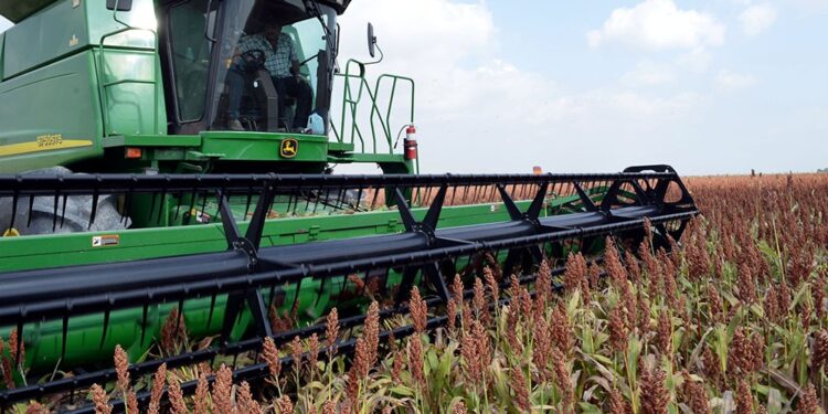 El sorgo cerró una campaña complicada por la sequía