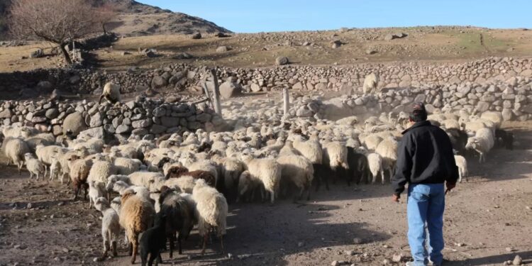 El Senasa visitó La Ciénaga para controlar la hidatidosis