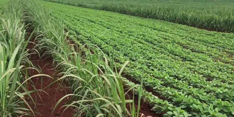 Reporte rural: el actual y el futuro gobierno deben oír al agro