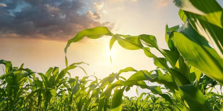 Granos: qué pueden esperar de los mercados los productores de maíz y soja