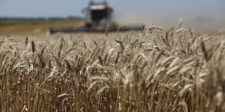 El mercado del trigo sigue altamente dependiente del clima y de Brasil