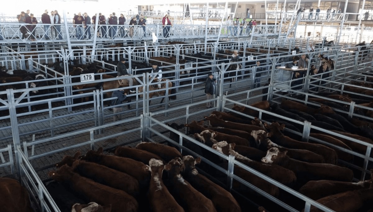 Los consumidores no avalaron la suba de la carne y ahora la hacienda retrocede