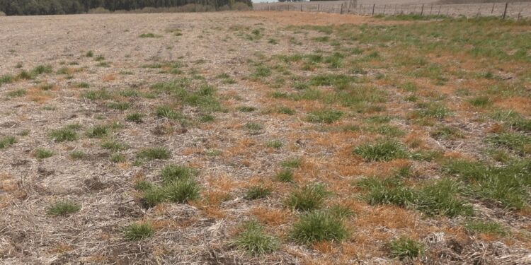 El raigrás, una amenaza cada vez más grande: crece en superficie y en resistencias