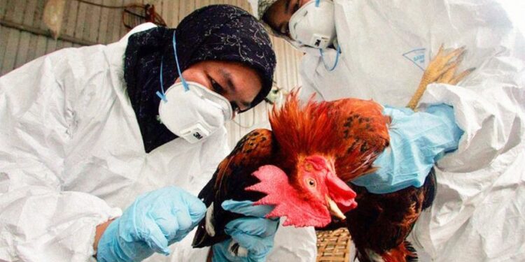 La gripe aviar continúa avanzando en Argentina