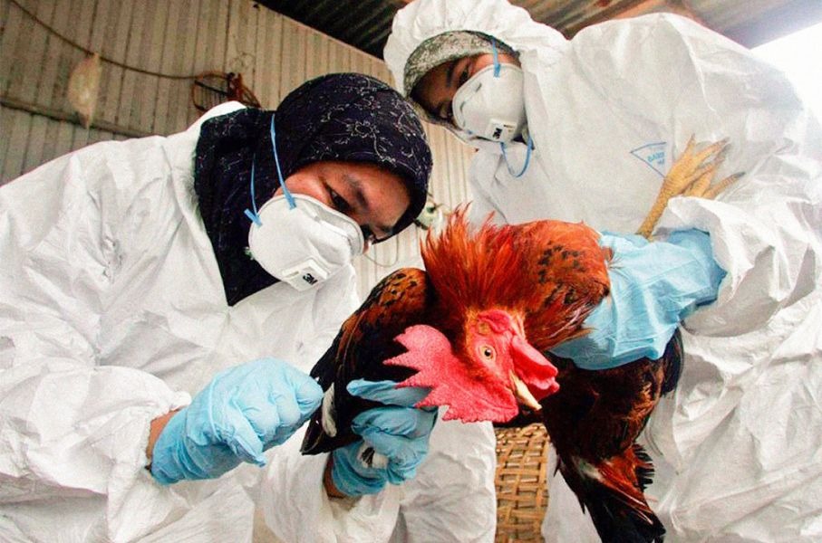 La gripe aviar continúa avanzando en Argentina