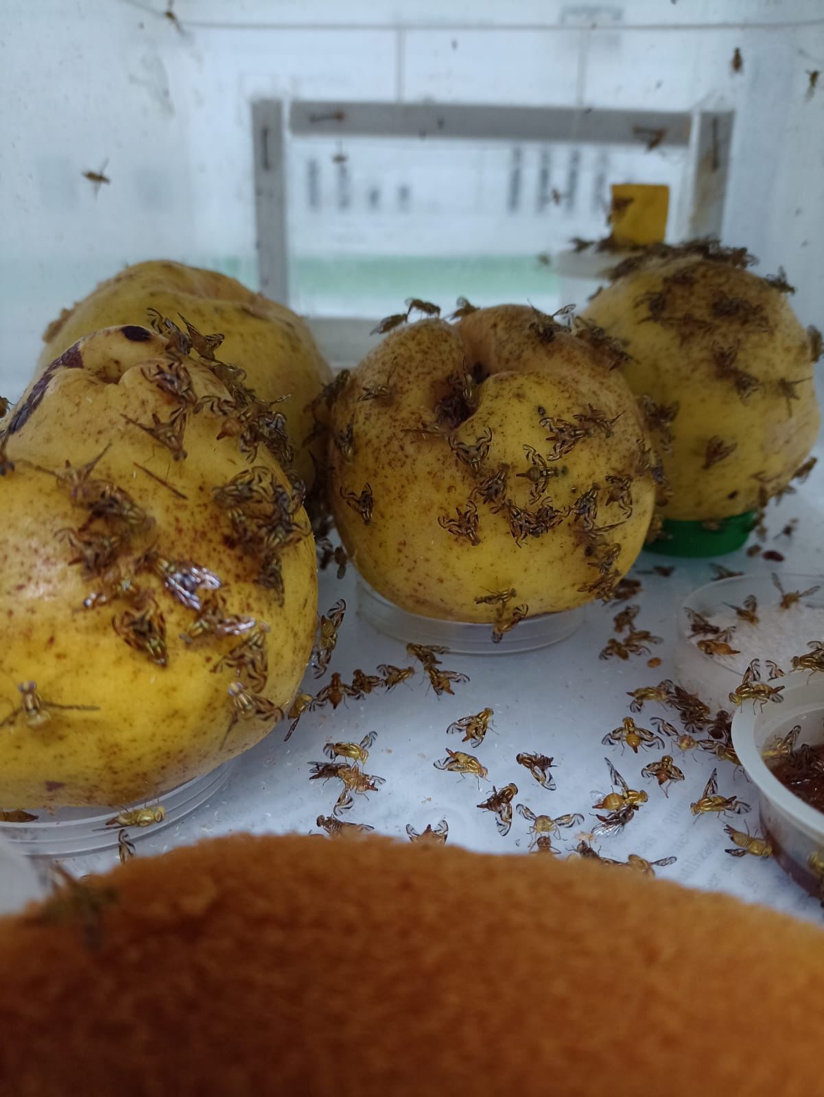 Técnica del insecto estéril: un método de control amigable con el medio ambiente para el control de plagas