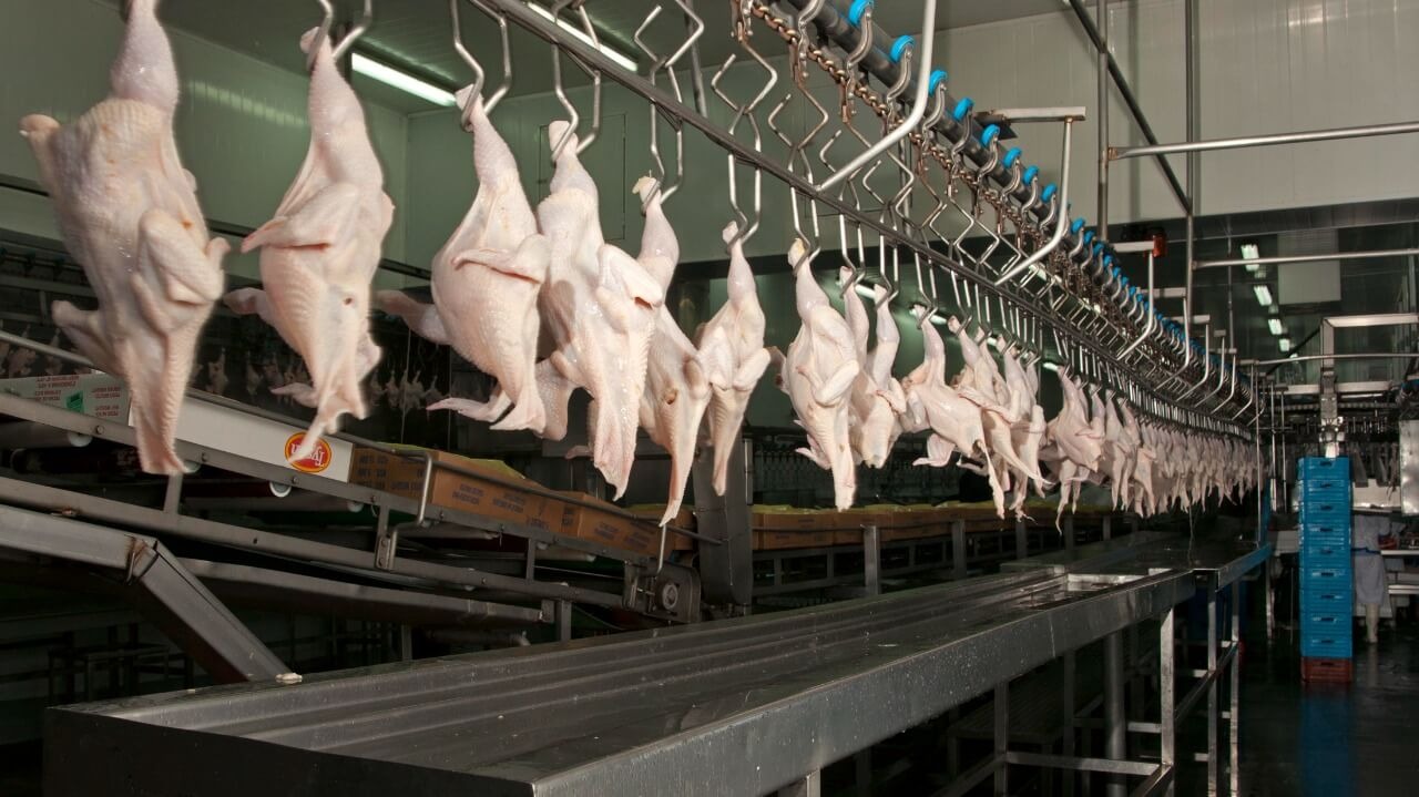 Exportaciones: la cadena aviar recuperó otro mercado estratégico